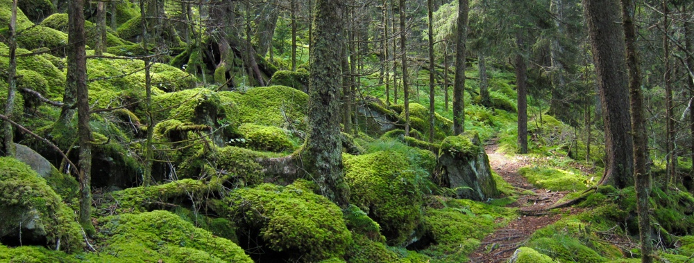 Image of Tennessee